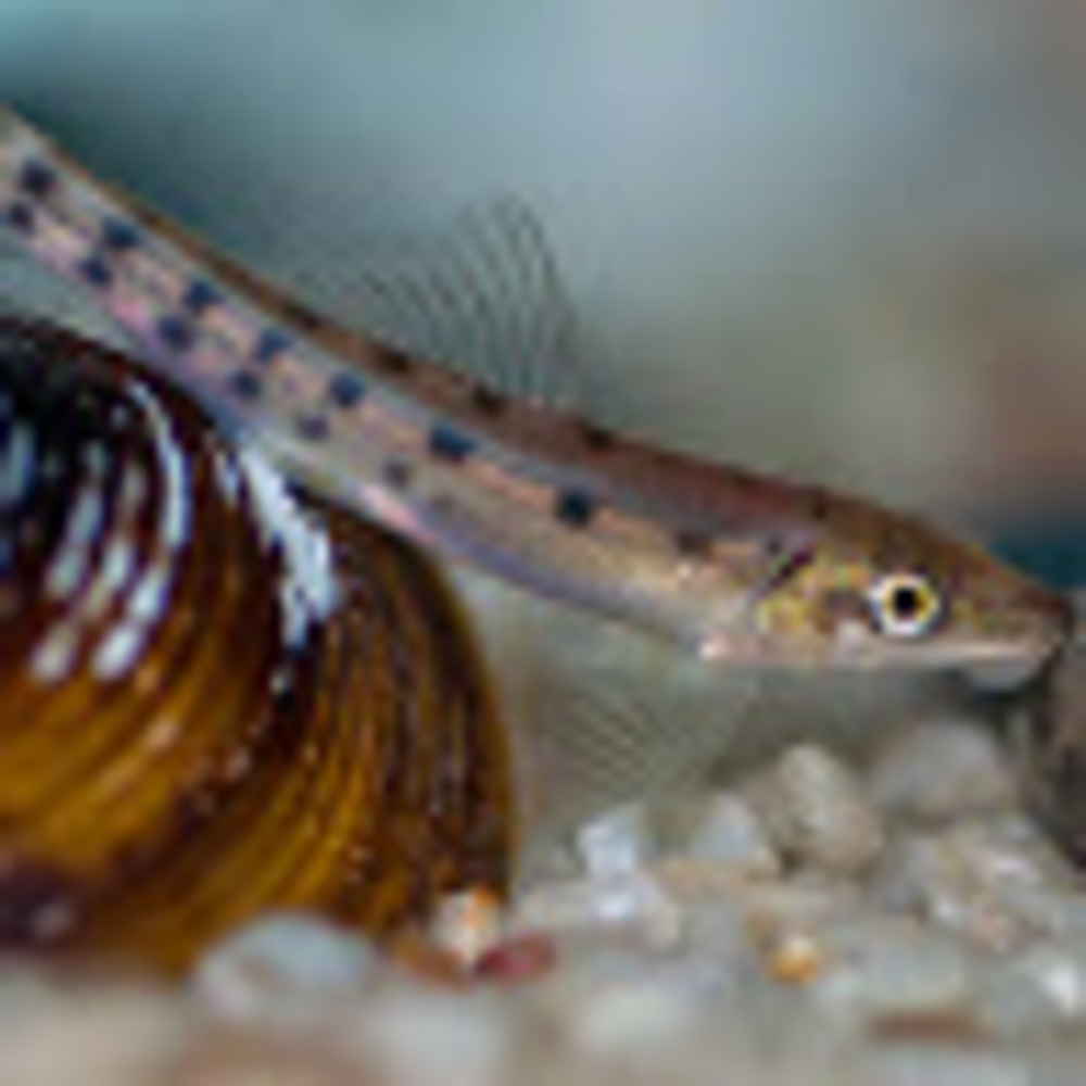 Meet your Posher, Eric